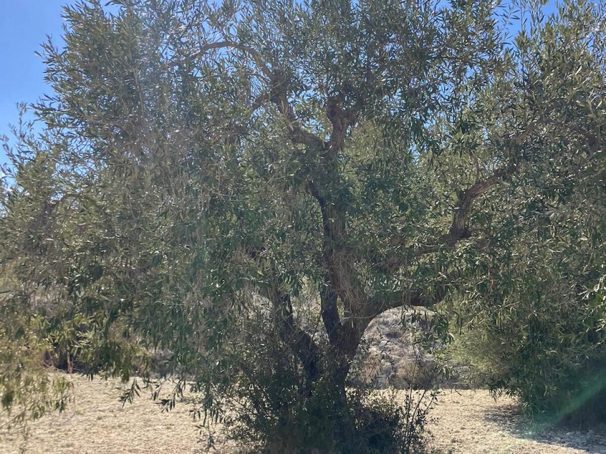 Parcela en venta en Benissa